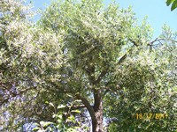 /album/proceso/a100-1860-copiar-jpg/